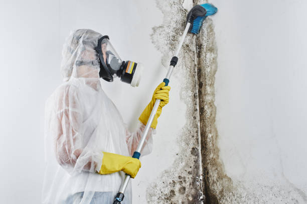 Best Black Mold Removal  in Townsend, MT