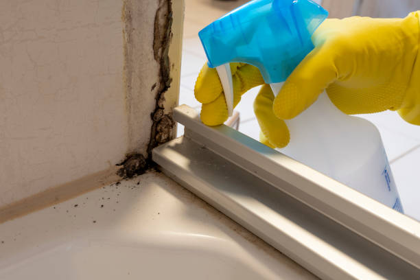 Best Fast Mold Removal  in Townsend, MT