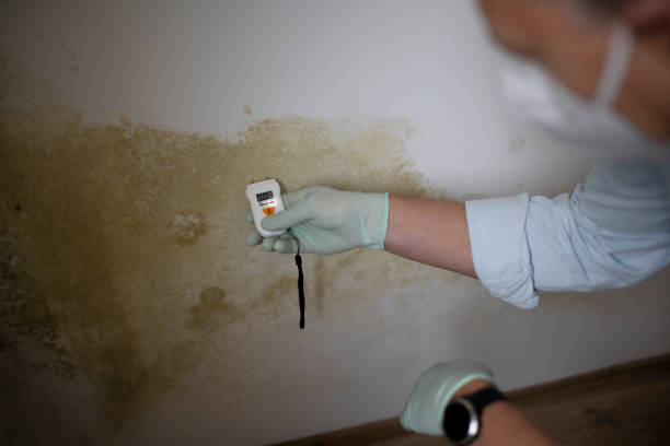 Best Mold Cleaning Services  in Townsend, MT