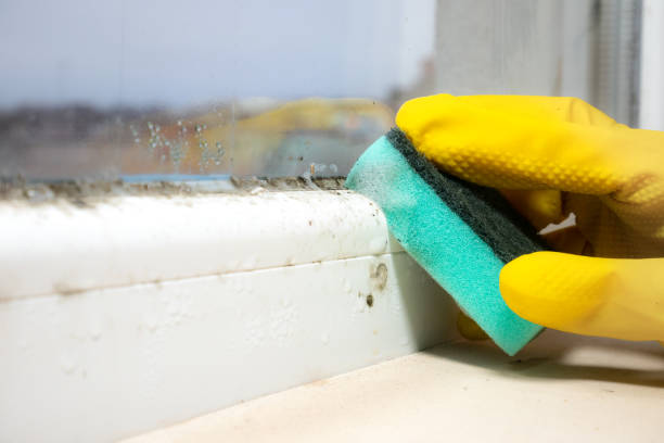 Best Certified Mold Removal  in Townsend, MT