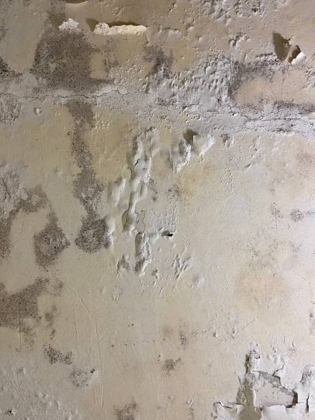 Best Best Mold Removal Companies  in Townsend, MT