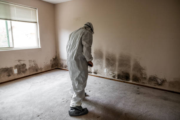 Best Attic Mold Removal  in Townsend, MT